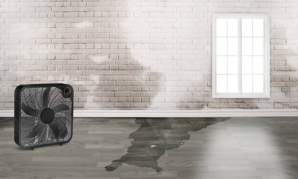 Best Water damage contractors near me  in Harahan, LA